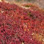 ニノ池から再び高山帯をあるきます。